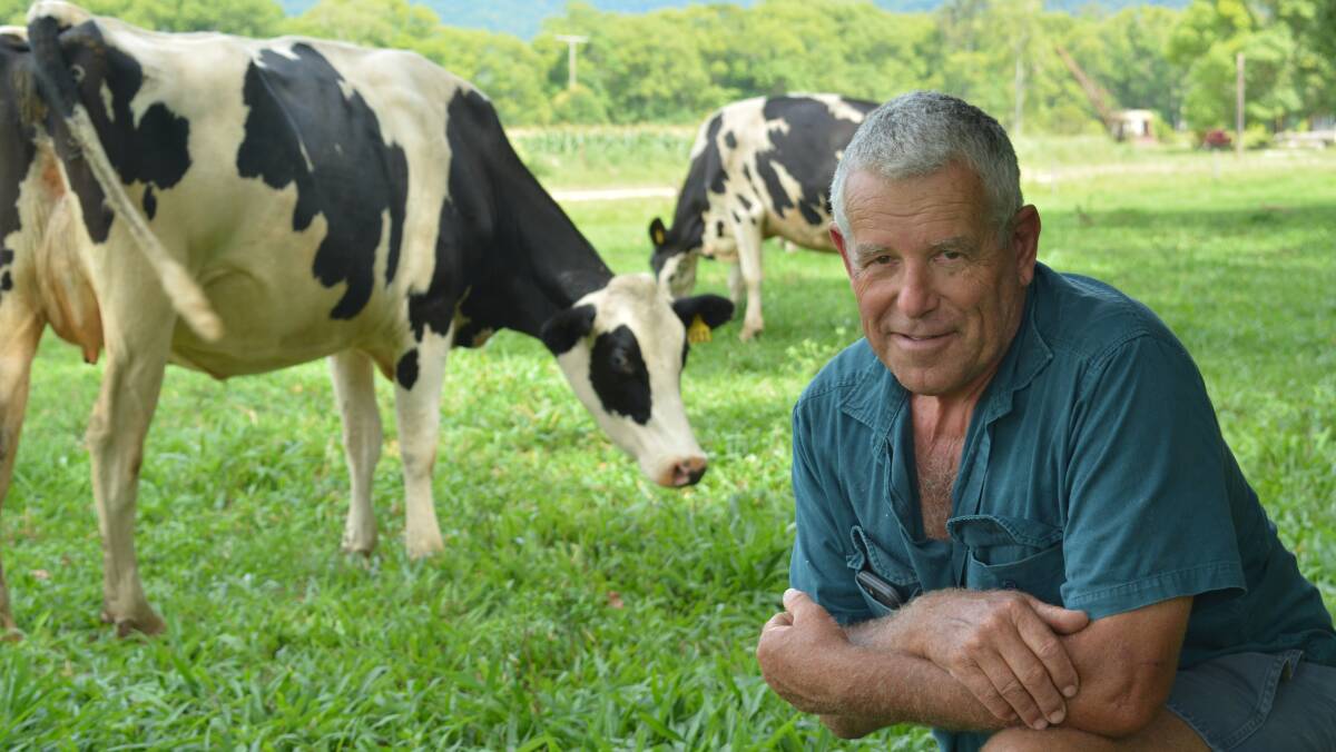 GROWING: Tyalgum milk producer Ron Stoddart "Mount Warning Holsteins" has come up with a dairy design that has halved his milking time and given his cows more grazing time.