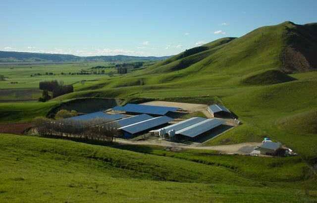 A Brownrigg Agriculture feedlot in New Zealand.