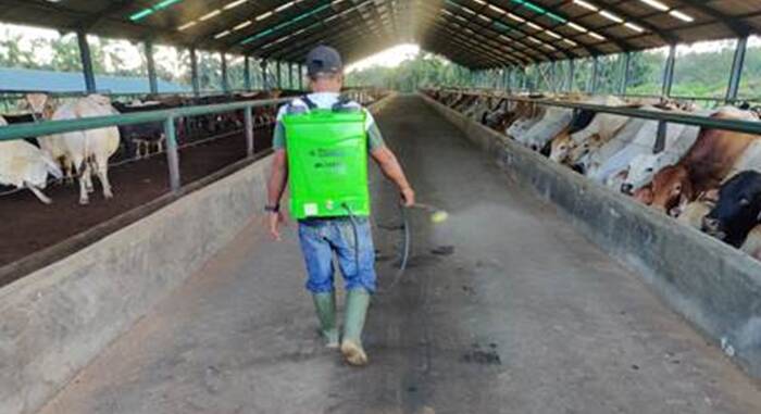 Disinfecting at a JJAA feedlot in Indonesia, owned by Consolidated Pastoral Company in a joint venture.