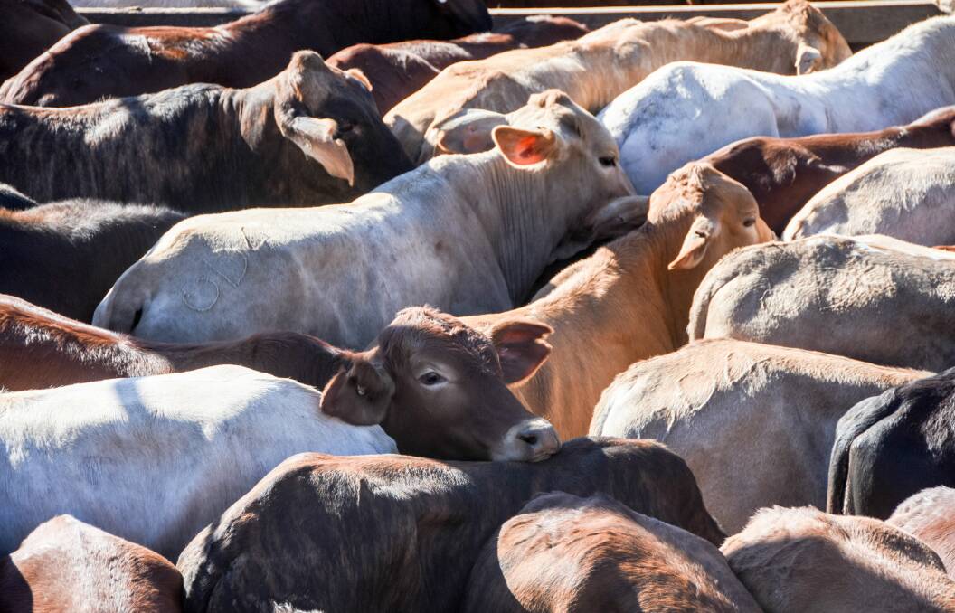 Cattle yarded at Roma, Queensland, in late May.