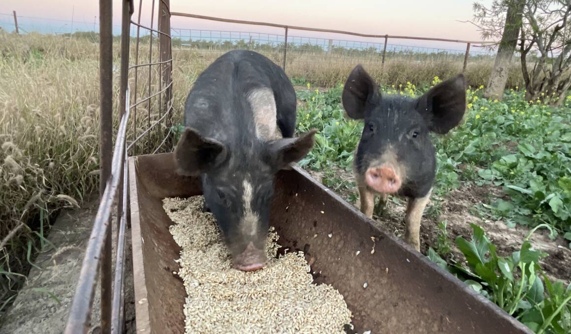 GOOD FEED: Rations are the best options for pigs. It is illegal to feed any food waste containing, or that has been in contact with, meat.