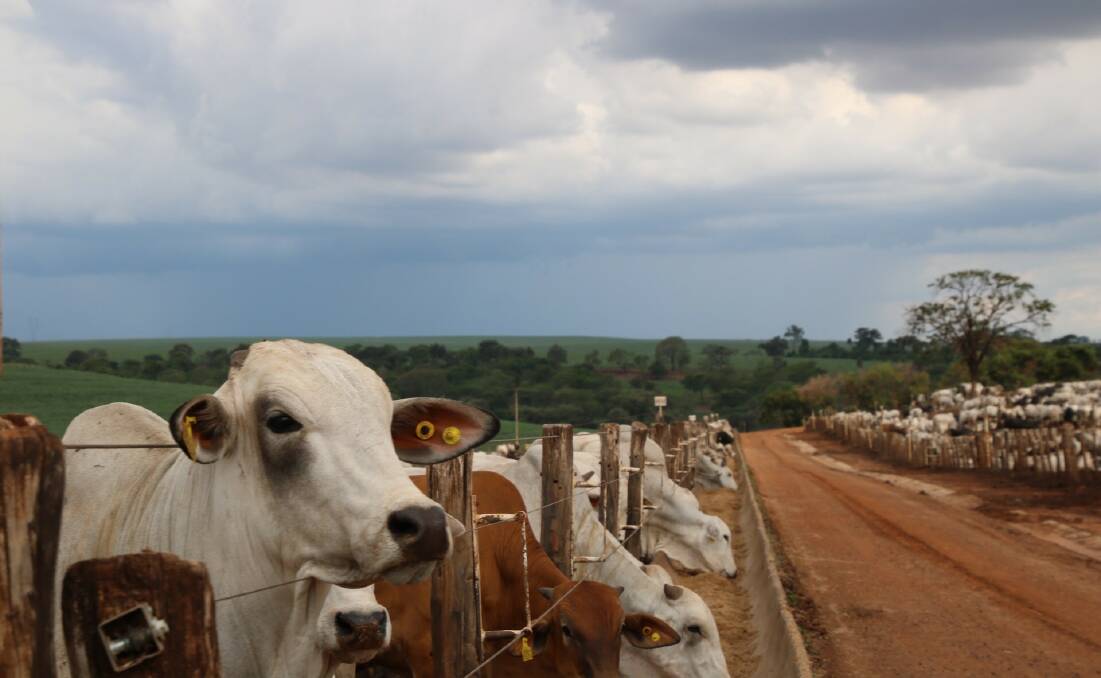 EYES ON BRAZIL: Brazilian cattle in a feedlot. Should Brazil's beef exports be hit by COVID outbreaks in slaugtherhouses, the ripple effect on global protein prices would be severe, analysts say.