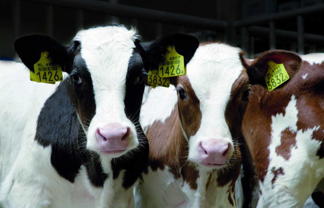 Dutch calves supplying veal exporter Ekro, which has just gained access to China.