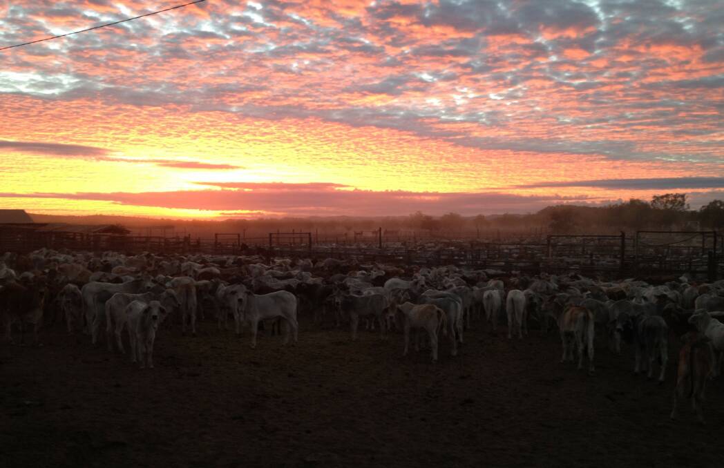 Cattle in yards at Lawn Hill Station at sunset. Photo: Barry Harris.