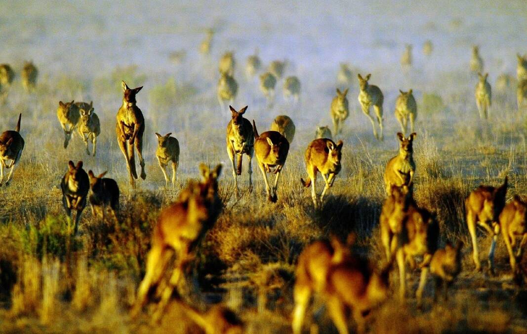 Shooters say declaring kangaroos a pest would help solve the plague problems at no cost to taxpayers.