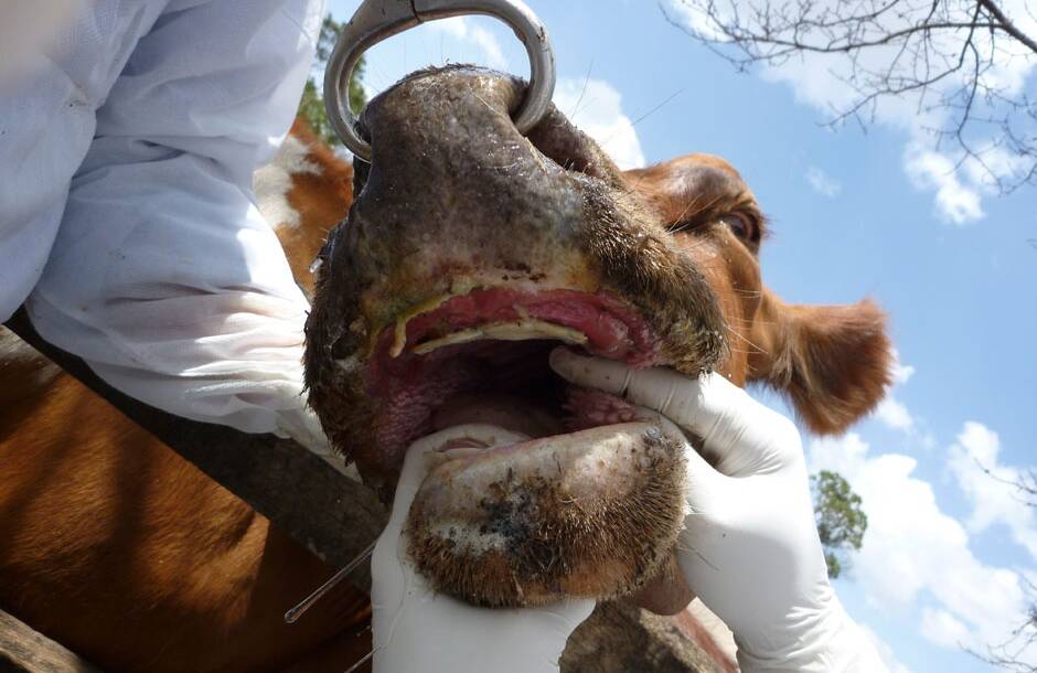 Foot and mouth disease is just one of many biosecurity nasties knocking on the nation's door.