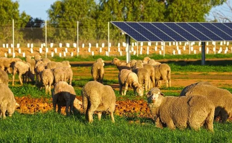 The Riverina solar farm is being designed to allow sheep grazing to continue. Picture: Culcairn Solar Farm.