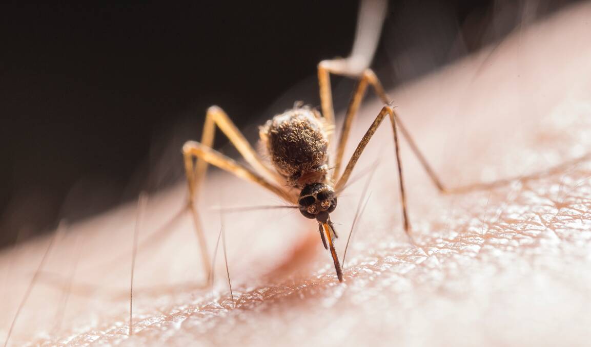 Mosquitoes infected people and animals with the Japanese encephalitis virus around Australia.