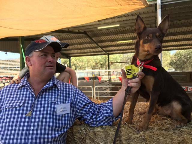 Record price: Eveready Possum offered by Shane Maurer, Getitdun Working Dogs, Milvale, between Temora and Young, was sold for $25,000 at Jerilderie. Photo: Shane Maurer