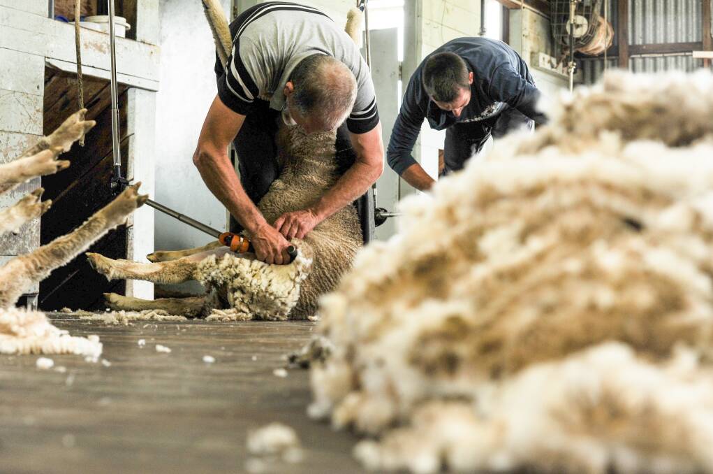 It's hoped the resumption of the travel bubble between New Zealand's South Island and Australia could help combat the country's shearer shortage. Photo: File 