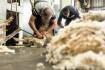 Travel bubble set to pave the way for return of Kiwi shearers