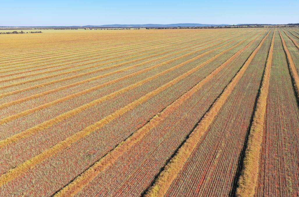 Some of the aggregation's massive canola plantings. Farm pictures from CBRE