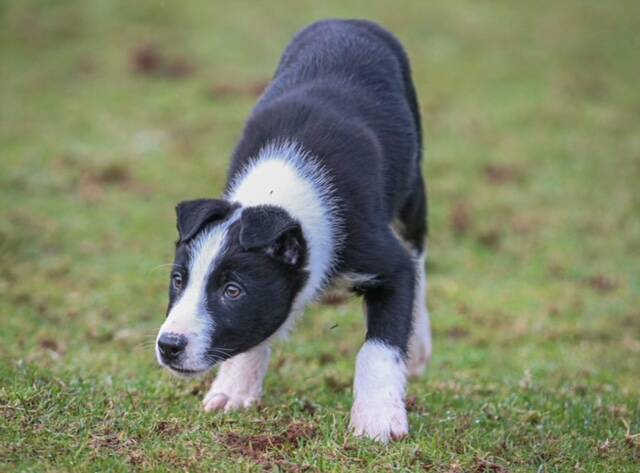 BOW WOW: Border Collie pup 'Bet' takes a bow after selling for what is believed to be a world price for an unbroken working dog pup. Photo: Skipton Auction Mart