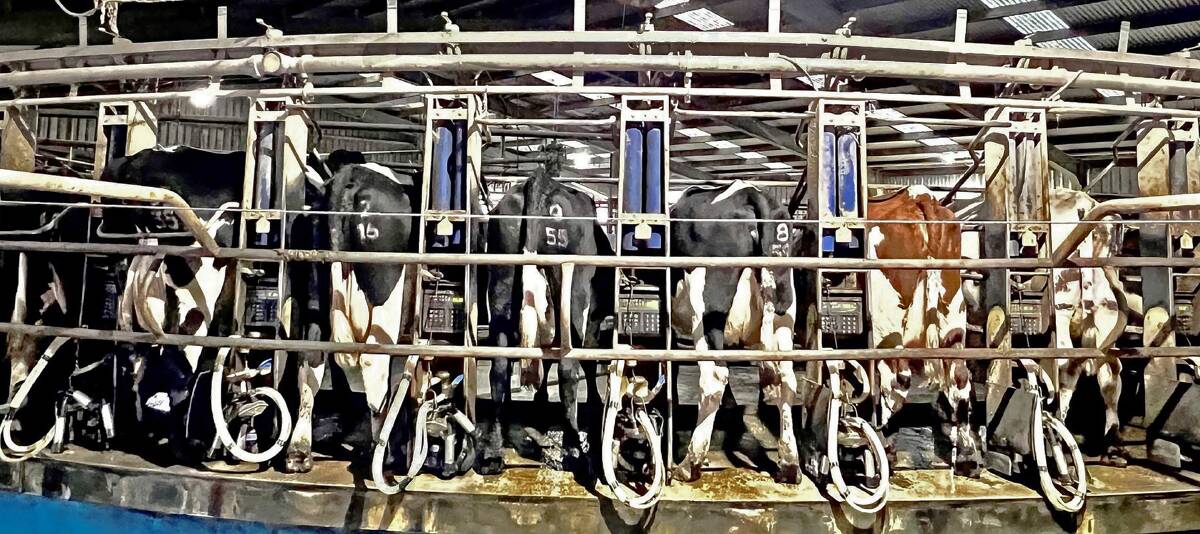The 60-unit rotary dairy at Port Campbell hard at work.
