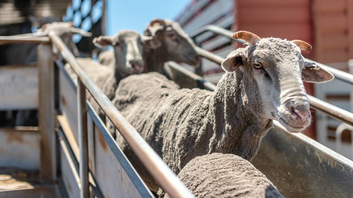 A possible El Nino later this year has most farmers spooked but the loss of the live sheep export trade has Western Australian farmers most worried.