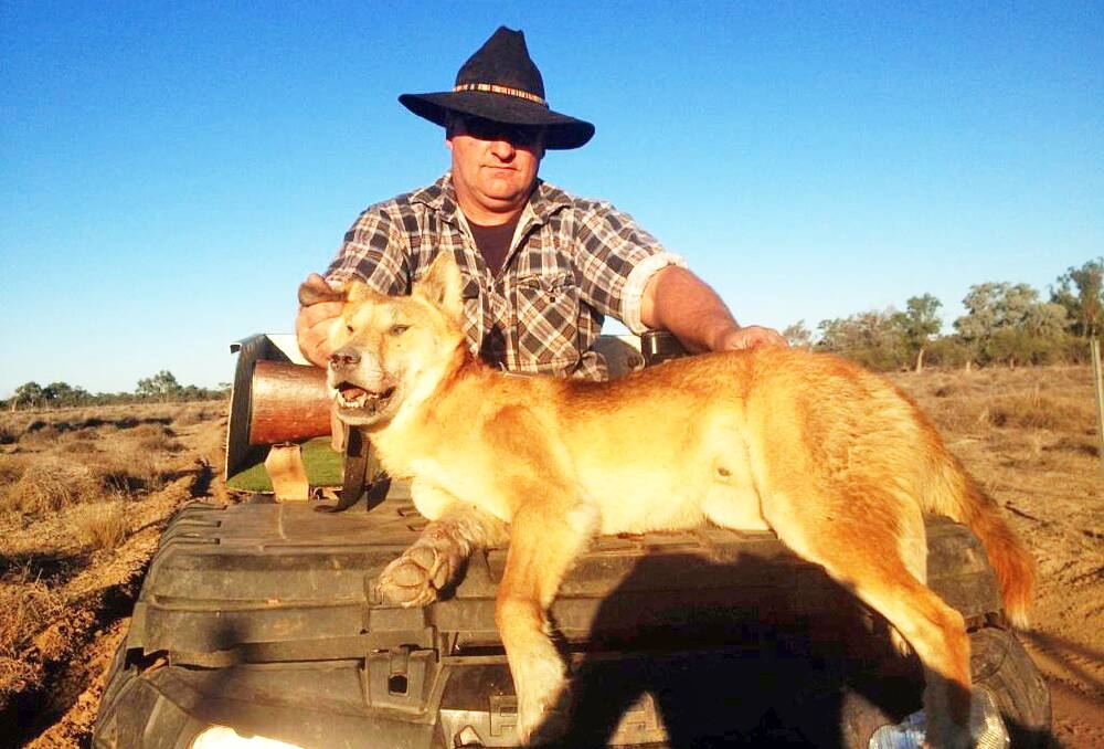 MISTAKEN IDENTITY: Call them what you like, wild dog or dingo - they remain a major agricultural pest across Australia.