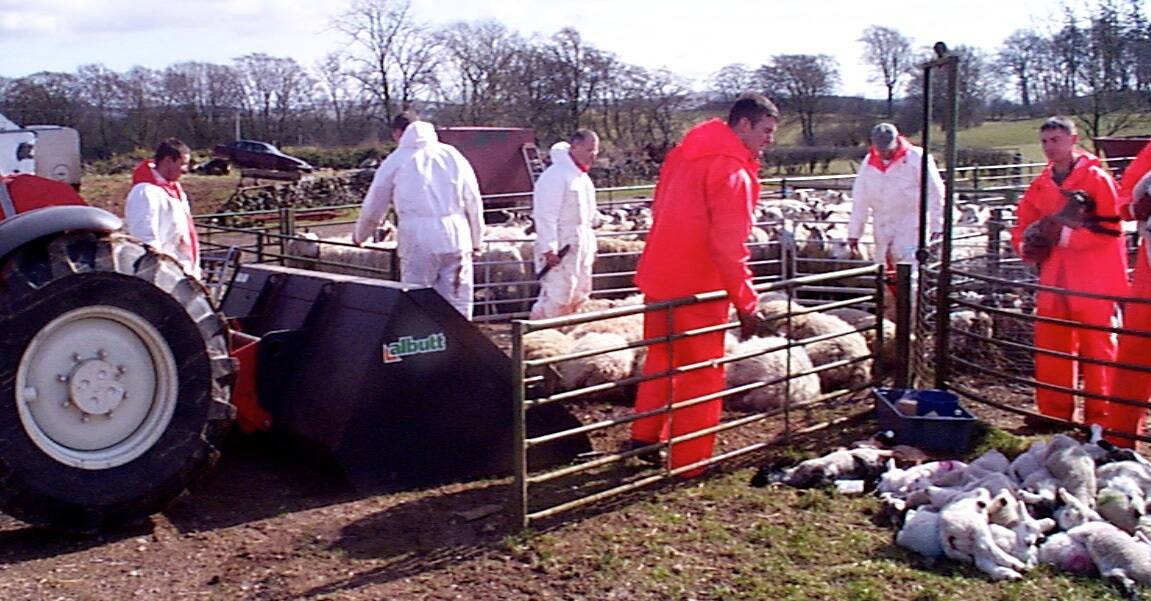 The culling of ewes and lambs during the UK foot and mouth disease outbreak in 2001. The response saw 6.5 million animals slaughtered. Picture from UK government.