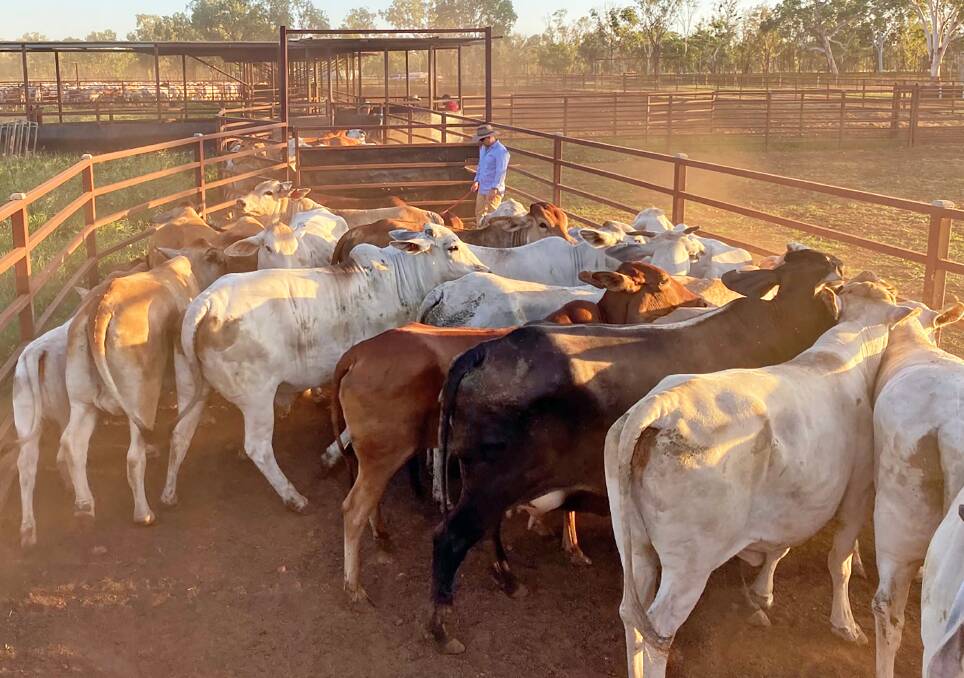 POLICE MUSTER: NT Police are mustering cattle on a station to check their parental linkages. Picture: NT Police.