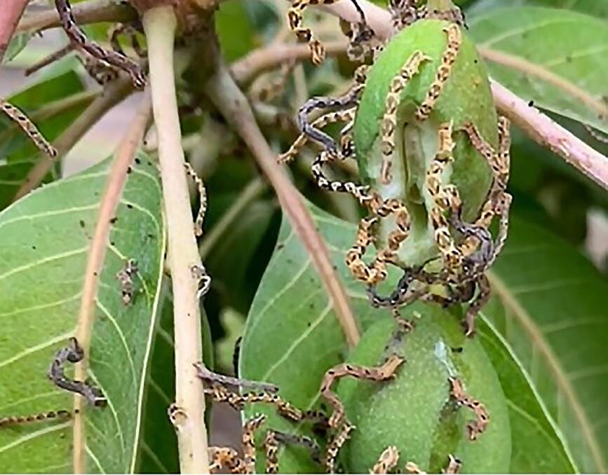 UNWANTED ARRIVAL: Another exotic pest has touched down in Australia, the mango shoot looper threatens the rich mango harvest in the north. Picture: Qld government.