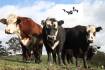 Rustlers are using drones to help steal high priced livestock