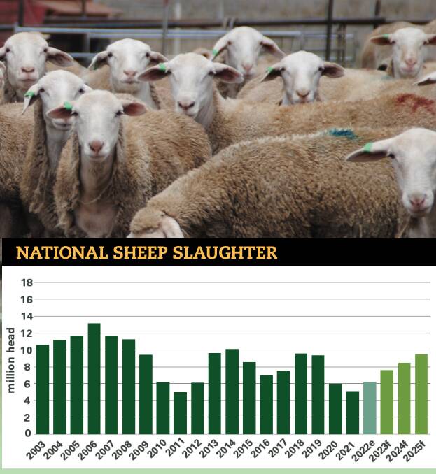 A record number of sheep in 2023 brings about increased slaughter numbers. Graphic from MLA, ABS
