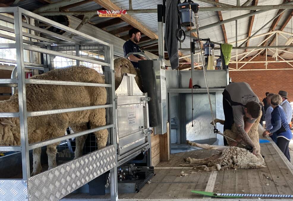 Plan to tackle bigger sheep with new shearing aids