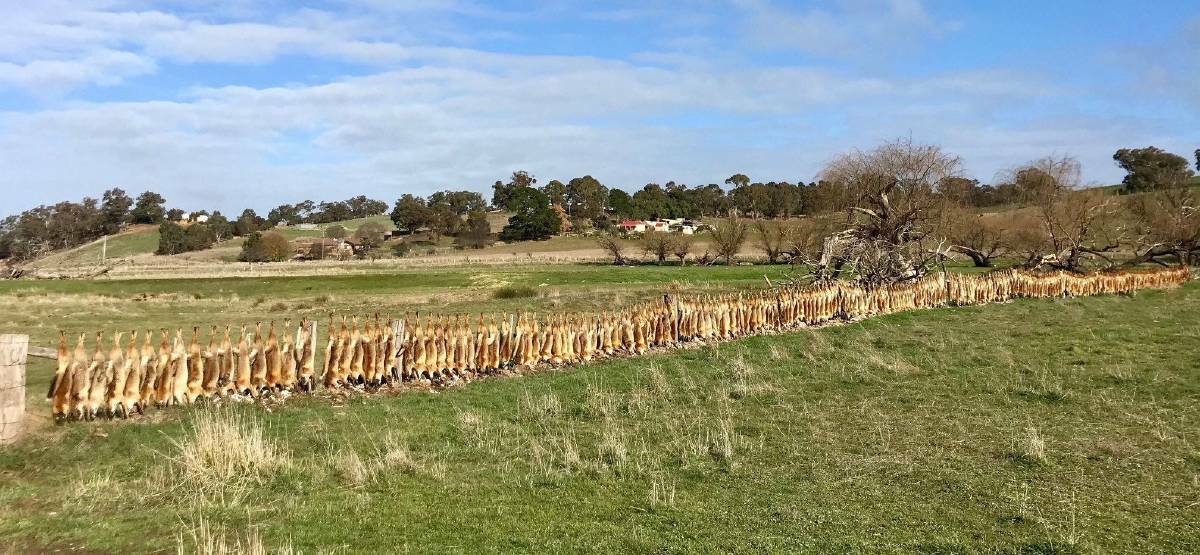 FLASHBACK: The famous fox fence at Yapeen in Victoria.