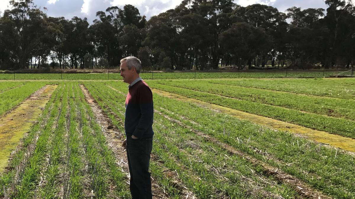 Research scientist Tony Swan (CSIRO), checking trial plots being assessed for response to stubble burning and fallow stubble grazing. Stubble burning and grazing can result in higher cereal crop yields when wheat follows wheat.