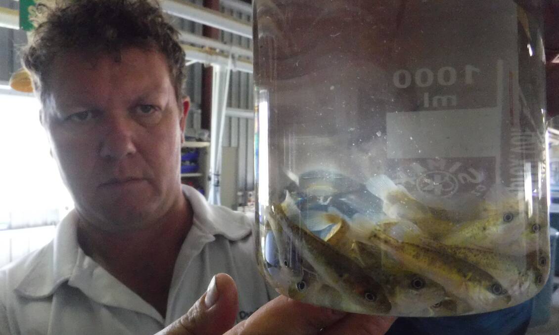 Narrandera Fisheries Centre hatchery manager Matt McLellan with fingerlings ready for the restocking program.