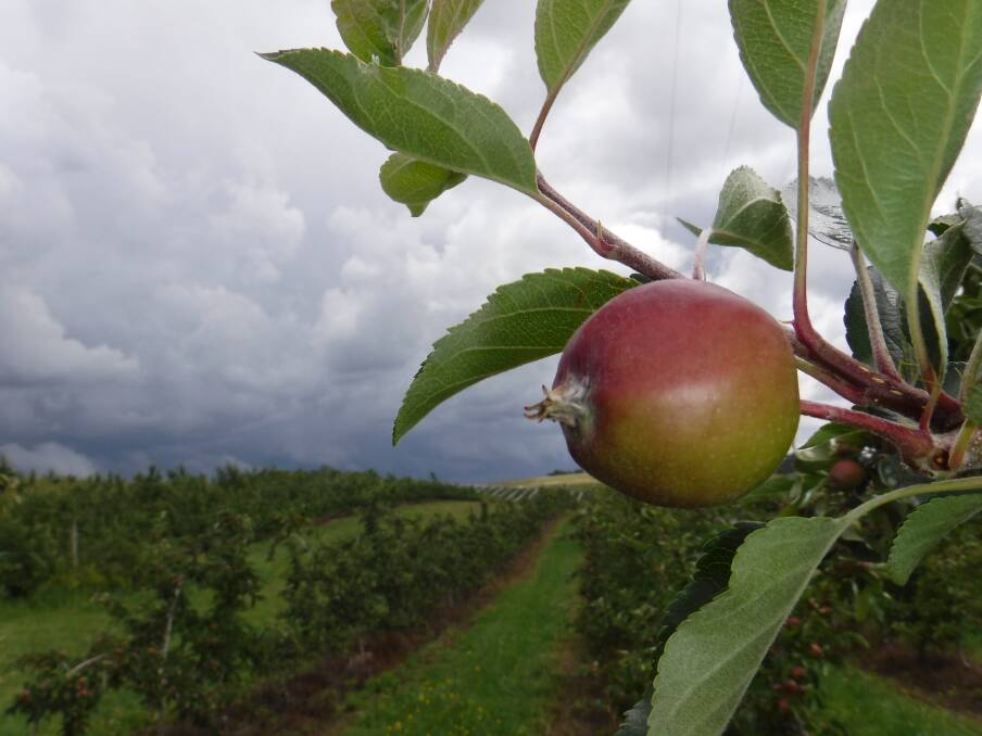 A storm blows in towards Mt Canobolas on Tuesday about noon. The apples don't mind the rain, but a helicopter visited this orchard twice that day to dry out cherries.