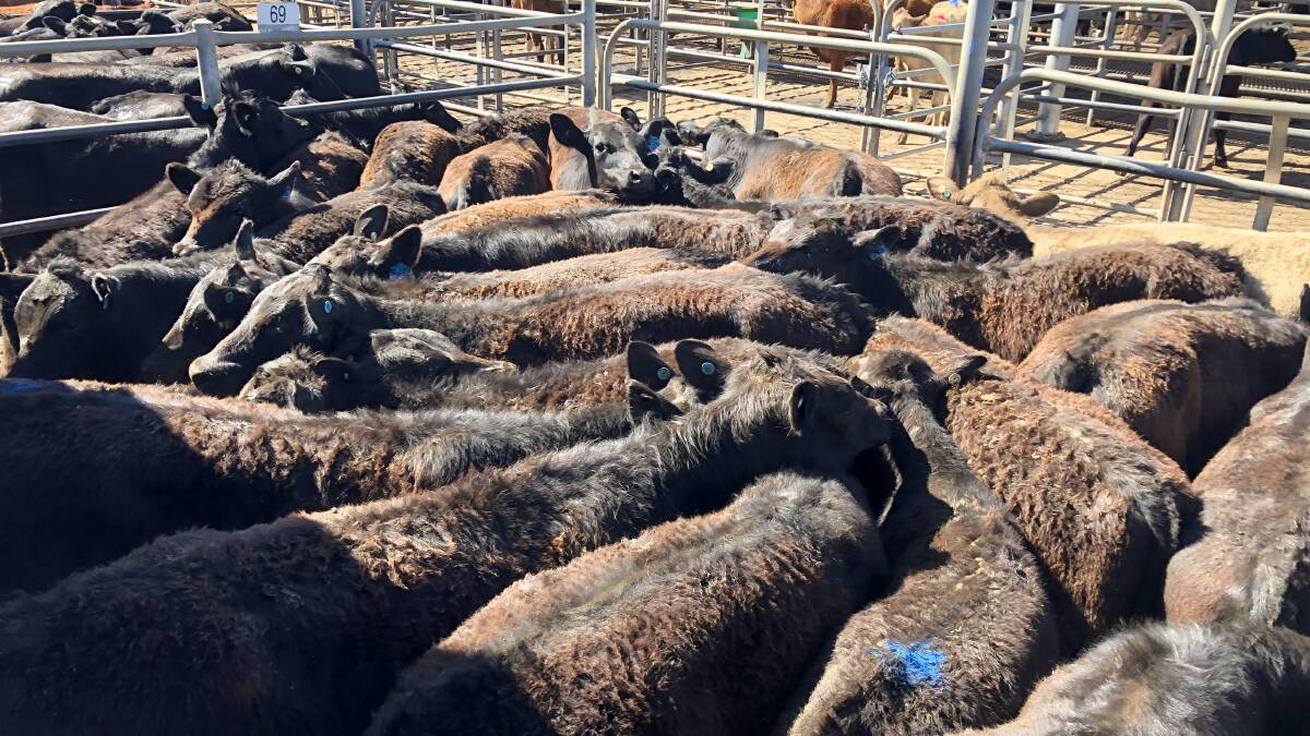Ray White Rural sold this yard of weaner steers at Dubbo for 315.2c/kg on behalf of Station Holdings, Wellington. 