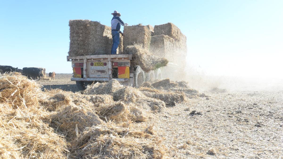 Dallas Codrington on "Wongalea", Brewarrina, goes about the daily grind of feeding, offloading oaten hay sourced from Victoria.