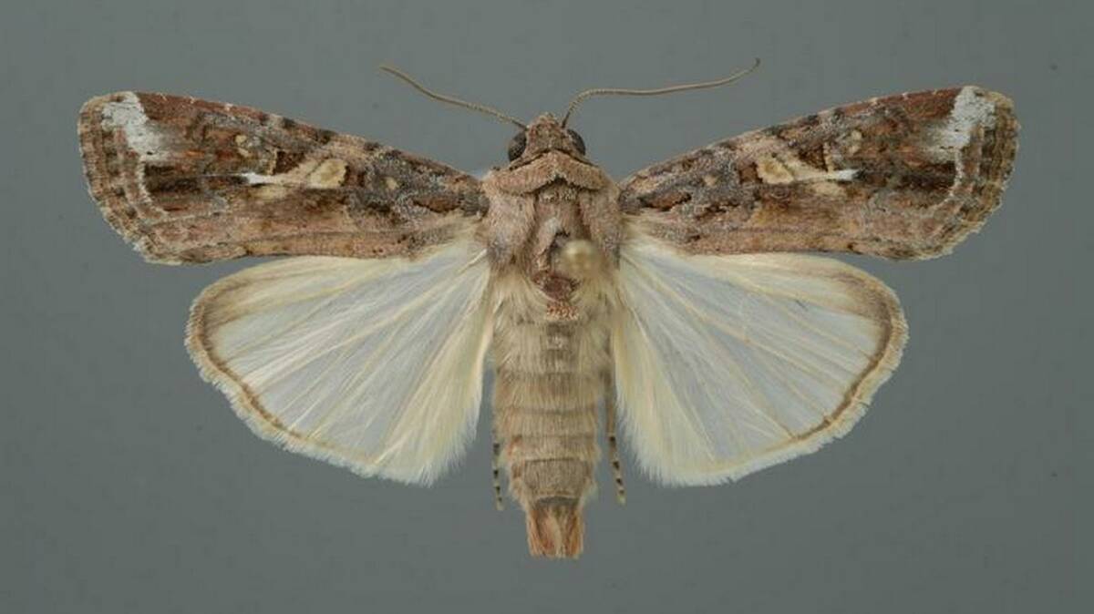 An adult fall armyworm moth.
