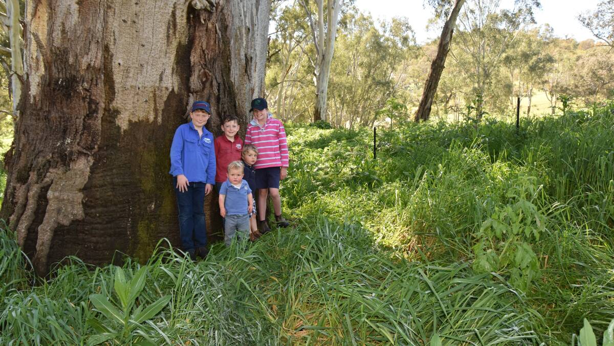 Some of the river redgums that will be inundated are enormous.
