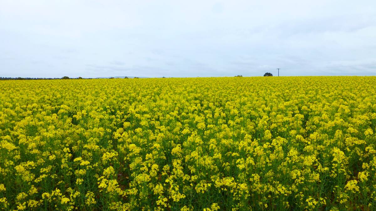 A thriving canola crop in 2018. At least 10 new varieties were released for 2019 sowing with a wide range of improved agronomic attributes. 
