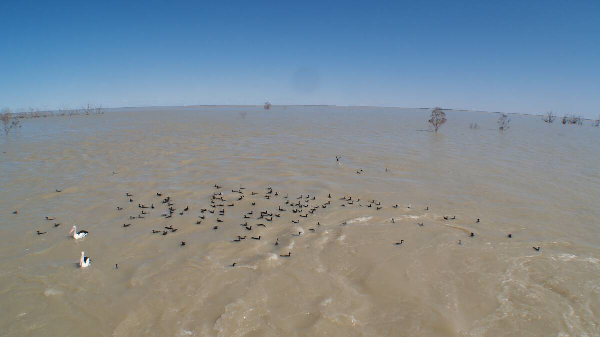 The Copi Hollow channel releases water into Lake Menindee in August 2012. The lakes system was then full beyond the brim. WaterNSW modelling suggests 40,000 megalitres might make it to the top of the lakes.
