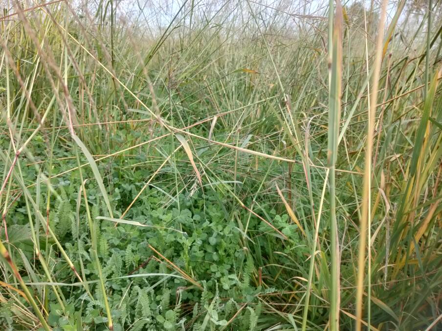 Mid May 2020 growth of sub clover and serradella under a reasonably well grazed tropical grass pasture. Grazing to a minimum of 1 tonne to the hectare drymatter means pasture recovery is generally good, even in mid-winter.