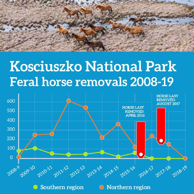 Graph shows how brumby removal has halted in Kosciuszko