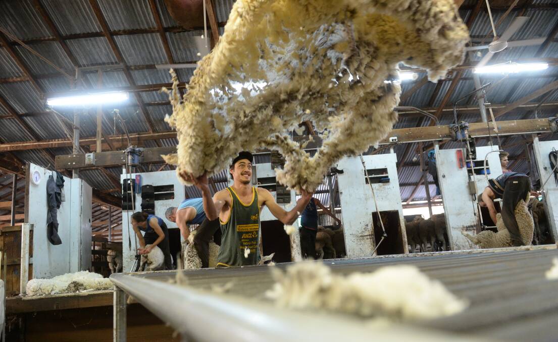 One of Blayney-based Andy Duggan Shearing's contracting crew, Jed Shortland, Bathurst, throws a fleece at the shed on "Turee Vale" on Tuesday afternoon. Photo by Rachael Webb.