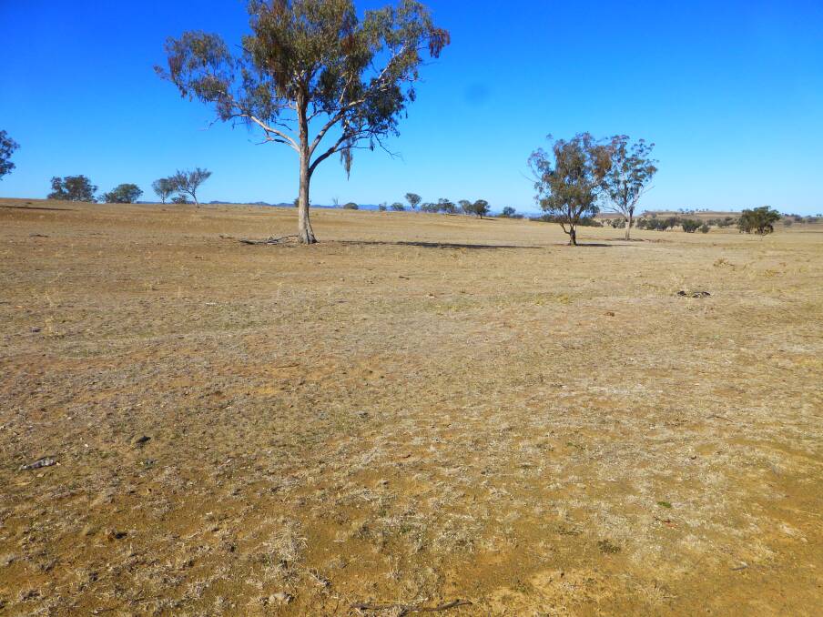 Grazing paddocks that have little or no groundcover may benefit from sowing a summer forage crop given enough rain to allow for successful establishment.
