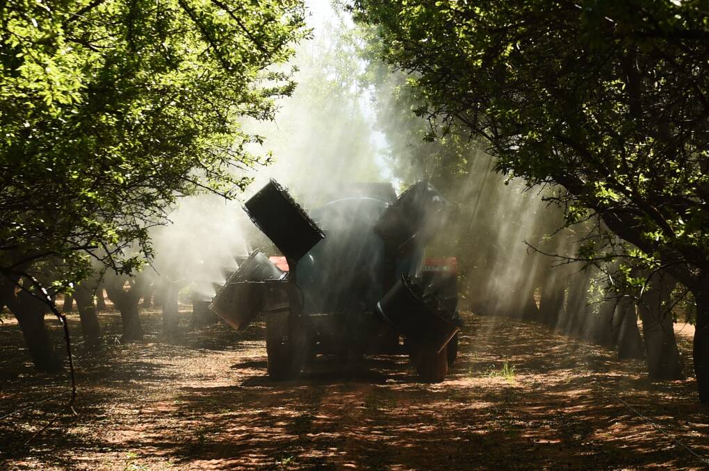 A sprayer disperses oil-based liquid over almond trees to repel insects at a Select Harvest farm near Wemen, Victoria, last month. 