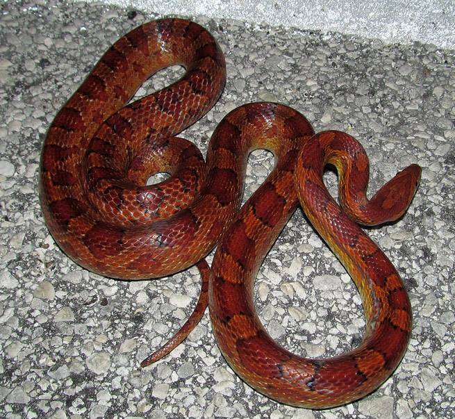 An American corn snake was captured in Thamoor last week. Keeping the snakes in Australia is illegal and they are listed in the NSW DPI's top 10 invasive pest species.