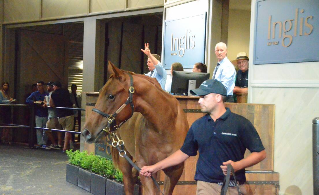 Groom Jeremy Baudry handling the Dissident filly that sold from Carramar Park, Grose Wold, for $340,000 at Saturday night’s session at the Inglis Classic Yearling Sale.  Photo Virginia Harvey 
