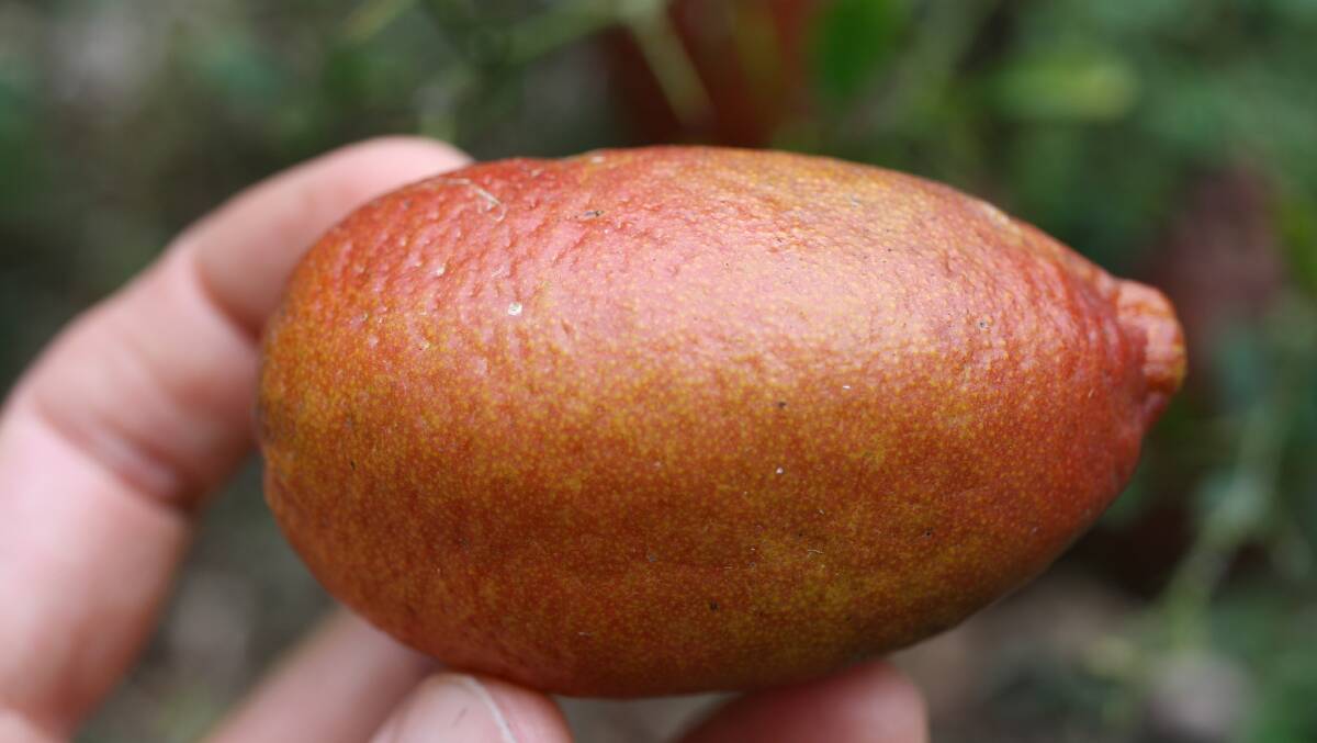 A reddish-coloured hybrid fringer lime that fruited this year. 
