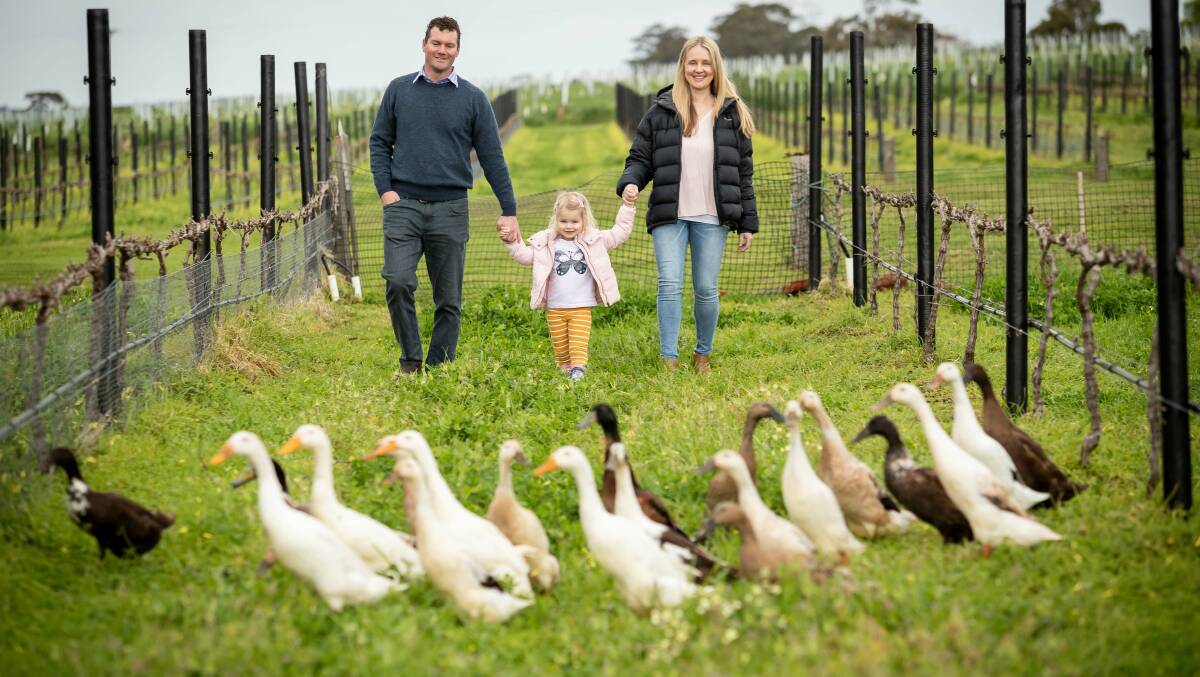 Richard Angove with his daughter Ariel and wife Tanya in Angove vineyards patrolled by Indian Runner ducks controlling snails and insects as a natural alternative to pesticides.