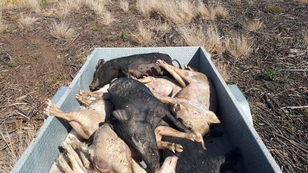 The end result. Dr Linton Staples says the pigs simply go to sleep and then die.