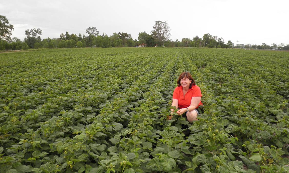 Research scientist Dr Nikki Seymour, Department of Agriculture and Fisheries, Queensland, checking a mungbean crop. She notes that in the main pulse crops build soil nitrogen to a credible degree.