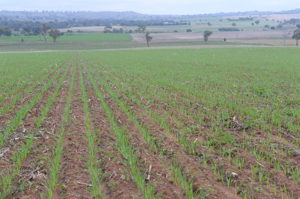 The outlook for 2021 winter crops in NSW appears bright on the back of recent rains heading into the seeding period.