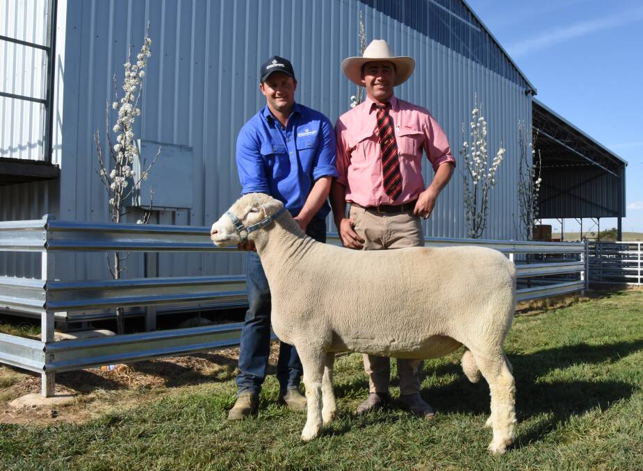 Springwaters stud principal Dane Rowley and Elders, Young, Aaron Seaman, with the top priced ram. 