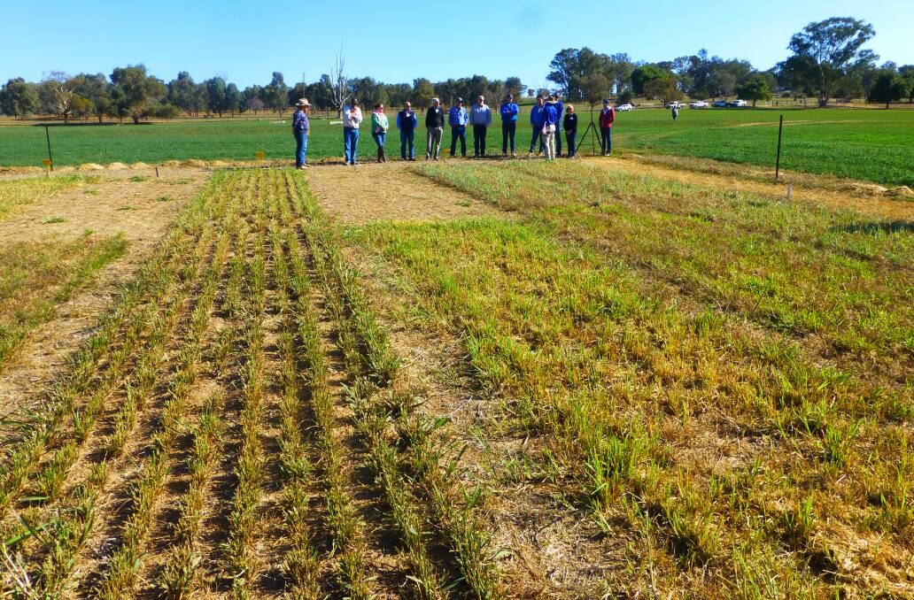 NSW DPI tropical grass variety trial early May 2019 at Cowra research centre. Research is assessing long-term persistence and productivity.